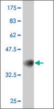 ANTI-GUCY2C antibody produced in mouse clone 3H1, purified immunoglobulin, buffered aqueous solution