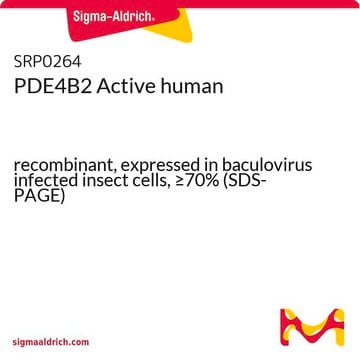 PDE4B2 Active human recombinant, expressed in baculovirus infected insect cells, &#8805;70% (SDS-PAGE)