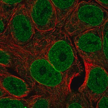 Anti-TNFSF15 antibody produced in rabbit Prestige Antibodies&#174; Powered by Atlas Antibodies, affinity isolated antibody