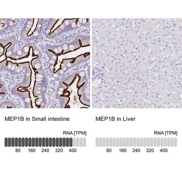 Anti-MEP1B antibody produced in rabbit Prestige Antibodies&#174; Powered by Atlas Antibodies, affinity isolated antibody, buffered aqueous glycerol solution