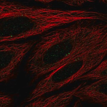 Anti-SEC14L4 antibody produced in rabbit Prestige Antibodies&#174; Powered by Atlas Antibodies, affinity isolated antibody