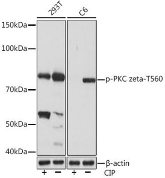 Anti-Phospho-PKC zeta-T560 antibody produced in rabbit