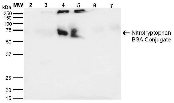 Monoclonal Anti-Nitrotryptophan-Atto 680 antibody produced in mouse clone 4F8