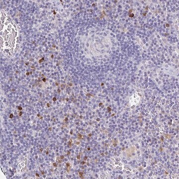 Anti-OR2A4 antibody produced in rabbit Prestige Antibodies&#174; Powered by Atlas Antibodies, affinity isolated antibody, buffered aqueous glycerol solution