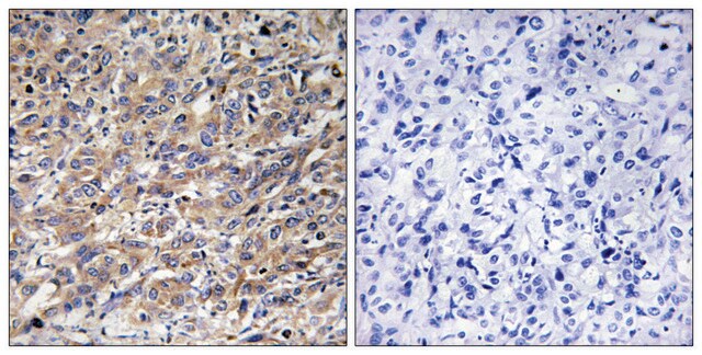 Anti-COX17 antibody produced in rabbit affinity isolated antibody