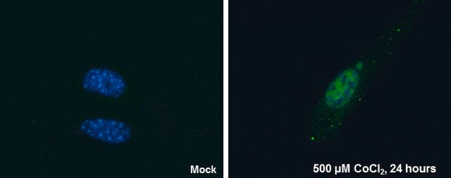 Monoclonal Anti-HIF2 alpha antibody produced in mouse clone GT125, affinity isolated antibody