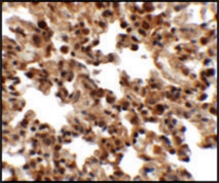 Anti-FXYD7 antibody produced in rabbit affinity isolated antibody