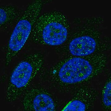 Anti-ZNF586 antibody produced in rabbit Prestige Antibodies&#174; Powered by Atlas Antibodies, affinity isolated antibody