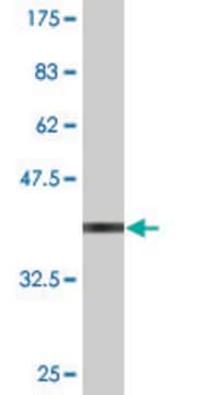 Monoclonal Anti-ZNF306 antibody produced in mouse clone 2A1, purified immunoglobulin, buffered aqueous solution