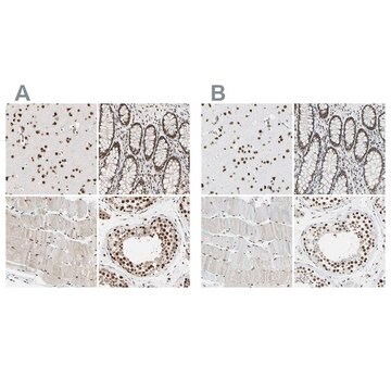 Anti-FAM98B antibody produced in rabbit Prestige Antibodies&#174; Powered by Atlas Antibodies, affinity isolated antibody, buffered aqueous glycerol solution