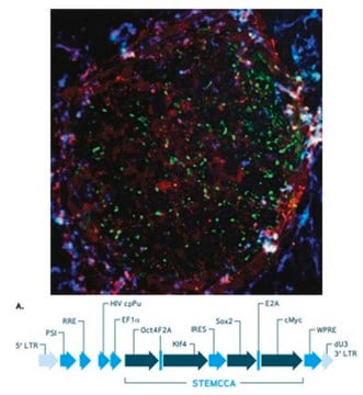 Human STEMCCA Constitutive Polycistronic (OKSM) Lentivirus Reprogramming Kit The Human STEMCCA Constitutive Polycistronic Lentivirus Kit contains high titer polycistronic lentivirus &amp; Polybrene transfection reagent that have been validated for the generation of human iPS cells from human foreskin fibroblasts.