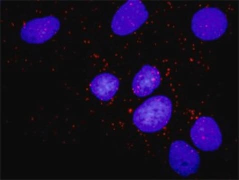 Monoclonal Anti-PKMYT1, (C-terminal) antibody produced in mouse clone 2A3, purified immunoglobulin, buffered aqueous solution