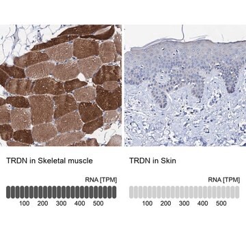 Anti-TRDN antibody produced in rabbit Prestige Antibodies&#174; Powered by Atlas Antibodies, affinity isolated antibody, buffered aqueous glycerol solution