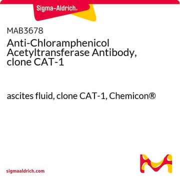 Anti-Chloramphenicol Acetyltransferase Antibody, clone CAT-1 ascites fluid, clone CAT-1, Chemicon&#174;