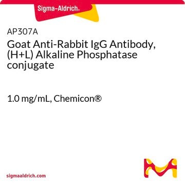 Anticorps de chèvre anti-IgG de lapin (chaînes H + L) conjugué à la phosphatase alcaline (AP) 1.0&#160;mg/mL, Chemicon&#174;