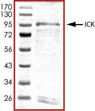 ICK, active, GST tagged human PRECISIO&#174; Kinase, recombinant, expressed in baculovirus infected Sf9 cells, &#8805;70% (SDS-PAGE), buffered aqueous glycerol solution