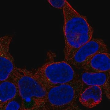 Anti-ZNF747 antibody produced in rabbit Prestige Antibodies&#174; Powered by Atlas Antibodies, affinity isolated antibody