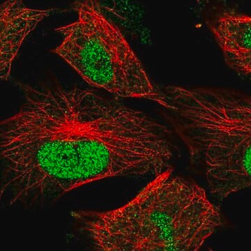 Anti-MMS22L antibody produced in rabbit Prestige Antibodies&#174; Powered by Atlas Antibodies, affinity isolated antibody