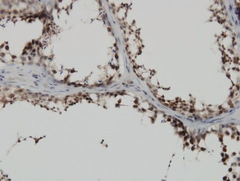 Monoclonal Anti-PBK antibody produced in mouse clone 4A10, purified immunoglobulin, buffered aqueous solution