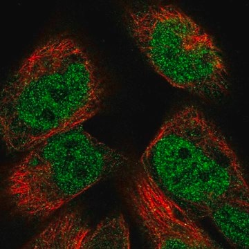 Anti-PM20D2 antibody produced in rabbit Prestige Antibodies&#174; Powered by Atlas Antibodies, affinity isolated antibody