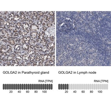 Anti-GOLGA2 antibody produced in rabbit Prestige Antibodies&#174; Powered by Atlas Antibodies, affinity isolated antibody, buffered aqueous glycerol solution, Ab2