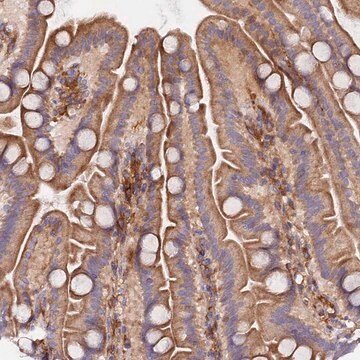 Anti-GNG5 antibody produced in rabbit Prestige Antibodies&#174; Powered by Atlas Antibodies, affinity isolated antibody, buffered aqueous glycerol solution