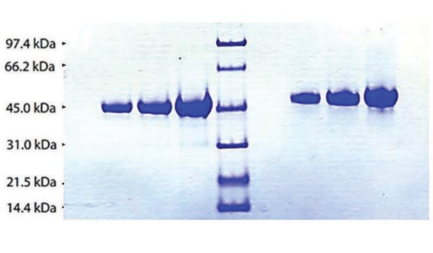 Alpha 2HS Glycoprotein from human plasma &#8805;90% (SDS-PAGE)