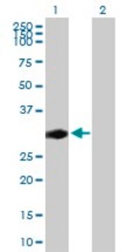 Anti-CENPP antibody produced in mouse purified immunoglobulin, buffered aqueous solution