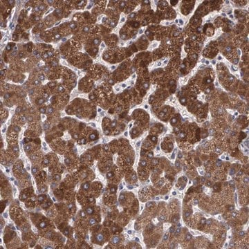 Anti-PON1 antibody produced in rabbit Prestige Antibodies&#174; Powered by Atlas Antibodies, affinity isolated antibody, buffered aqueous glycerol solution