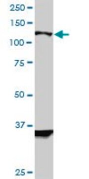 Monoclonal Anti-HIP1R antibody produced in mouse clone 3E10, ascites fluid