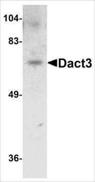 Anti-DACT3 antibody produced in rabbit affinity isolated antibody, buffered aqueous solution