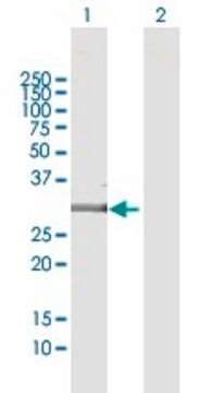 Anti-EMX2 antibody produced in mouse purified immunoglobulin, buffered aqueous solution