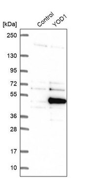 Anti-YOD1 antibody produced in rabbit Prestige Antibodies&#174; Powered by Atlas Antibodies, affinity isolated antibody, buffered aqueous glycerol solution, ab1