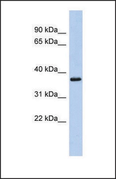 抗-MBP affinity isolated antibody