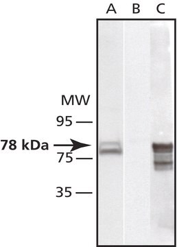 Anti-GRP78/BiP (ET-21) antibody produced in rabbit IgG fraction of antiserum, buffered aqueous solution