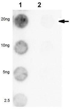 Anti-Acetyl MLL1 (KMT2A) (Lys 1130/1133) from rabbit