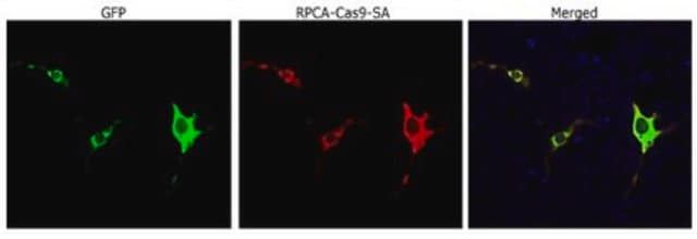 Anti-Cas9 (Rabbit Polyclonal) serum, from rabbit