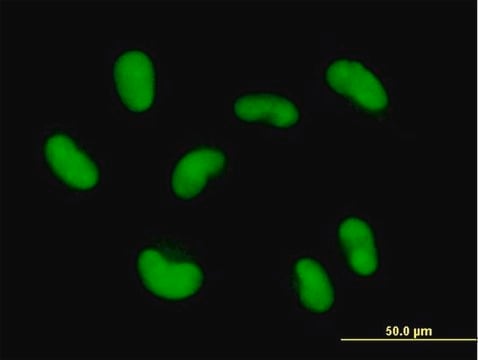 Anti-ZNF468 antibody produced in mouse IgG fraction of antiserum, buffered aqueous solution