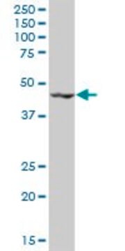 Anti-KRR1 antibody produced in mouse IgG fraction of antiserum, buffered aqueous solution