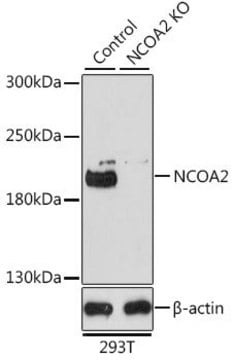 Anti-NCOA2 antibody produced in rabbit