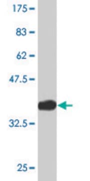 Monoclonal Anti-PCDHGA10 antibody produced in mouse clone 3A7, purified immunoglobulin, buffered aqueous solution