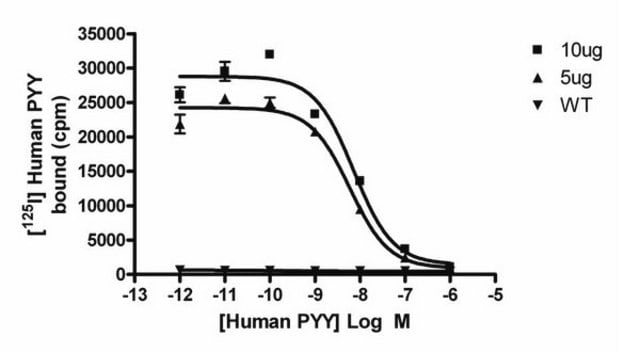 Chemiscreen Human Y 2 Neuropeptide Receptor Membrane Preparation Human Y2 Gpcr Membrane