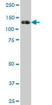 Monoclonal Anti-PTK7 antibody produced in mouse clone 1A8, purified immunoglobulin, buffered aqueous solution