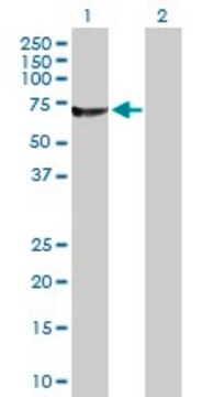 Anti-RUFY1 antibody produced in rabbit purified immunoglobulin, buffered aqueous solution