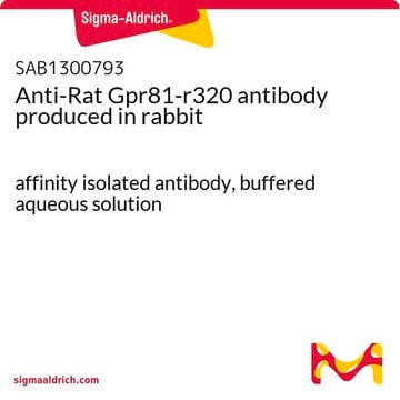 Anti-Rat Gpr81-r320 antibody produced in rabbit affinity isolated antibody, buffered aqueous solution