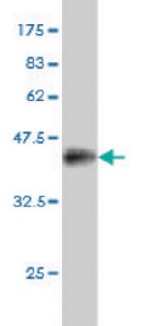 Monoclonal Anti-PRDM1 antibody produced in mouse clone 2B10, purified immunoglobulin, buffered aqueous solution