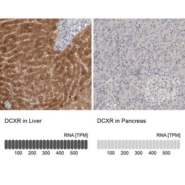 Anti-DCXR antibody produced in rabbit Prestige Antibodies&#174; Powered by Atlas Antibodies, affinity isolated antibody, buffered aqueous glycerol solution, Ab2