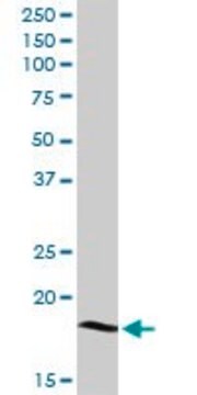 Anti-LY96 antibody produced in rabbit purified immunoglobulin, buffered aqueous solution