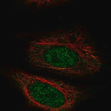 Anti-ZYG11A antibody produced in rabbit Prestige Antibodies&#174; Powered by Atlas Antibodies, affinity isolated antibody