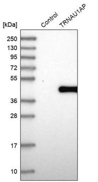 Anti-TRNAU1AP antibody produced in rabbit Prestige Antibodies&#174; Powered by Atlas Antibodies, affinity isolated antibody, buffered aqueous glycerol solution